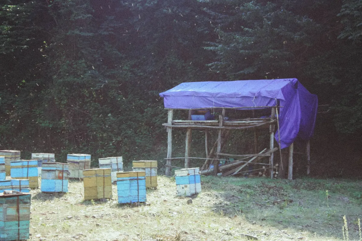 How to Choose Your First Beehive in the UK: National vs WBC vs Langstroth