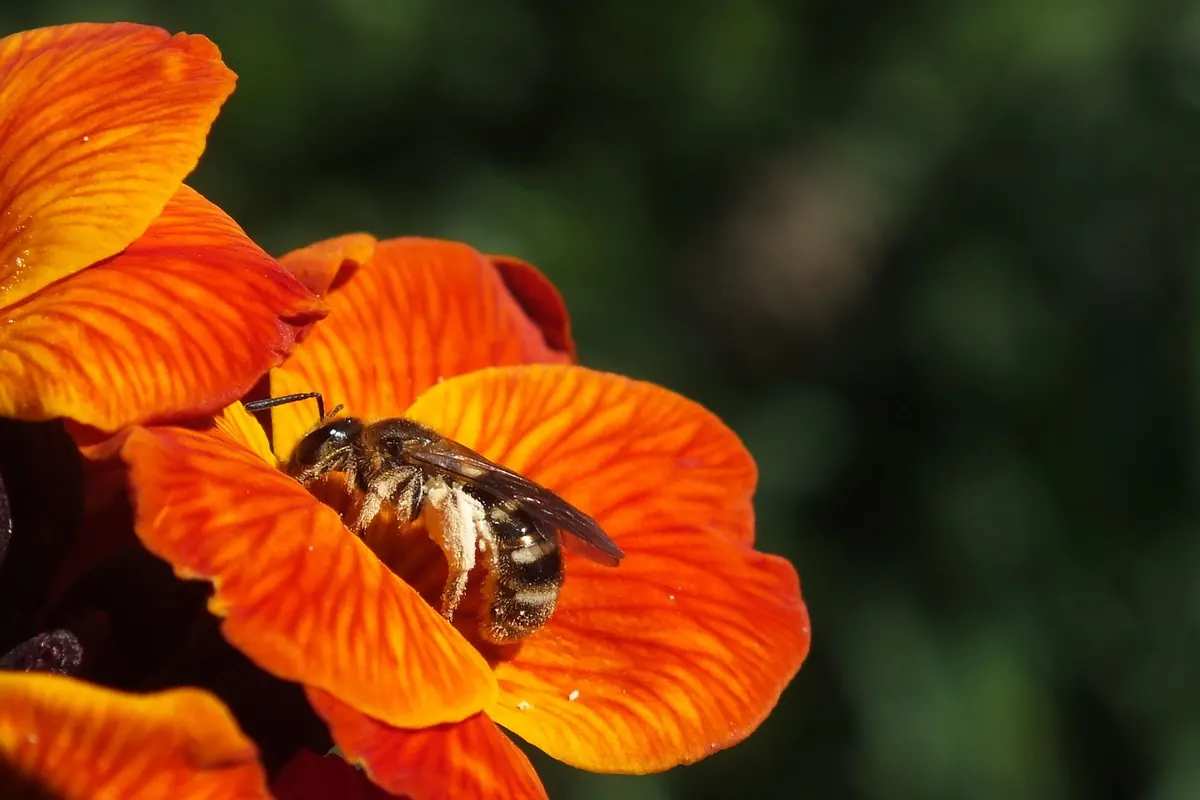 Spring Beekeeping in the UK: A Seasonal Guide to Colony Build-Up