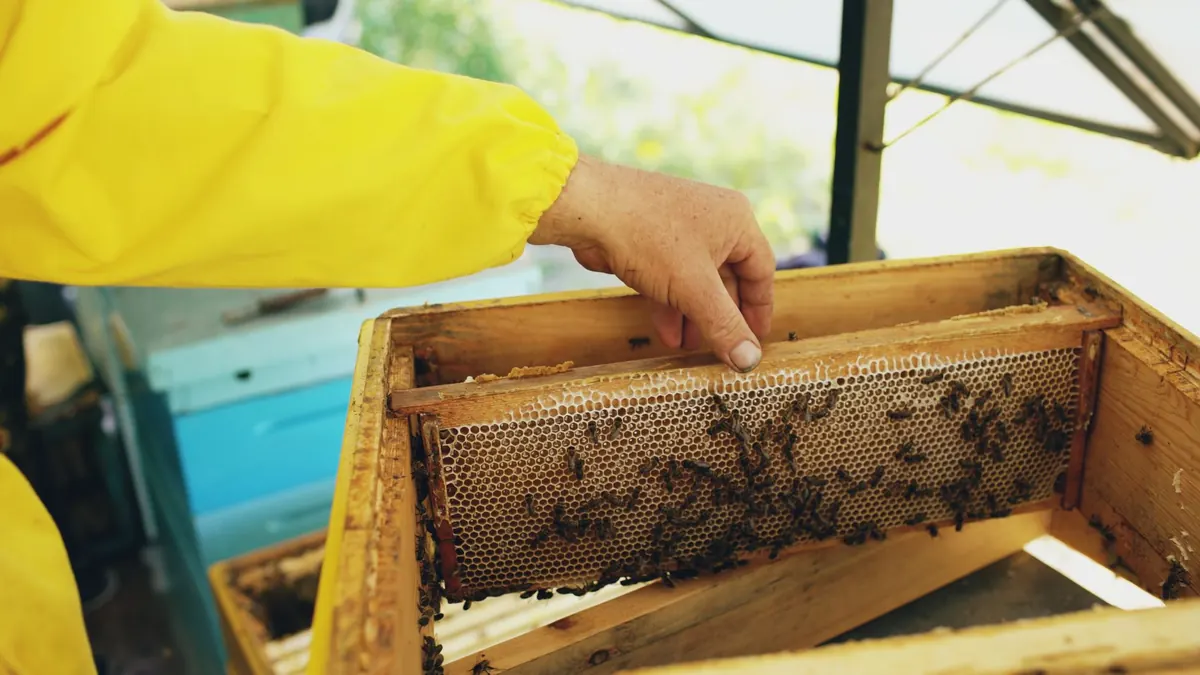 The Beekeeper's Monthly Checklist: What to Do in the Hive All Year